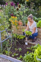 Woman planting  radicchio ' Palla Rossa' seedlings in raised bed.