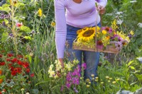 Woman picking snapdragons -  Antirrhinum majus.