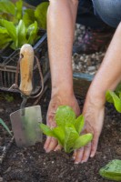 Woman planting  radicchio ' Palla Rossa' seedlings in raised bed.