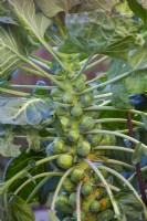 Brassica oleracea- Brussels Sprouts