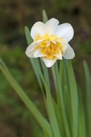 Narcissus 'Sweet Desire' - April
