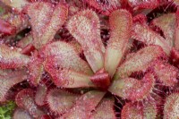 Drosera slackii - Slack's Sundew - Carnivorous plant