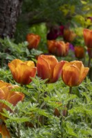 Tulipa 'Cairo' - tulip - May