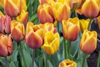 Tulipa 'Cairo' - tulip 
