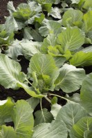 Brassica 'Cabbice' F1 growing in rows 