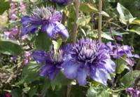 Clematis 'Multi Blue' climbing up a bamboo canes wigwam