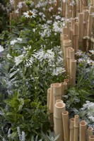 The Lunar Garden Designer: Queenie Chan. Low bamboo fence and white themed planting including Agapanthus africanus 'Whitney'. Summer.