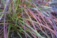 Miscanthus sinensis 'Ruby Cute' - October