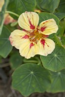 Tropaeolum majus - Nasturtium 'Ice Cream Sundae' - July