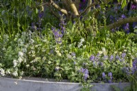 Concrete container with mixed perennial planting of Nepeta, Salvia and Erigeron karvinskianus