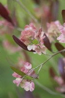 Dodonaea viscosa 'Purpurea' - Purple Hopseed Bush - Summer.