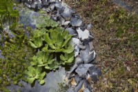 Round pond edged with knapped flint bordered by a carpet of sedum. Aquatic plants include Pontederia cordata - pickerel weed - and Pistia stratiotes - water lettuce. Summer.