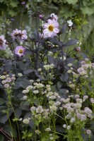 Summer border with Dahlia 'Bishop of Dover' and Astrantia major 'Florence'.