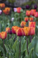 Tulipa 'Jimmy' - tulip - May