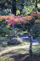 Small backlit acer with autumn colour