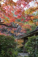 Tea house building with Acers in Autumn colour. 