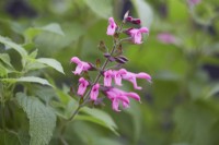 Salvia 'Pink Amistad'. Summer.