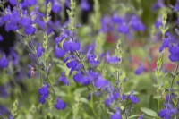 Salvia greggii 'Blue Note'. Summer.