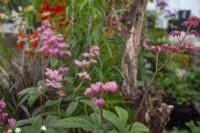 Rodgersia aesculifolia, June