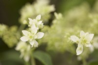 Hydrangea arborescens 'Hayes Starburst'. Summer.