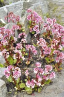 Bergenia ciliata, ligulata var. cliata -Royle on a rockery. April