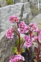 Pink flowers of Bergenia ciliata, ligulata var. cliata -Royle on a rockery. April