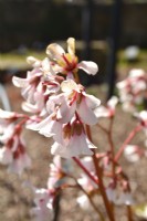 The white, bell-shaped blooms of Bergenia emeiensis. March