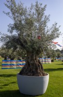 Old Olea europaea - olive tree in a container for sale at a garden show in summer