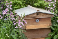 Digitalis 'Lucas' growing next to a bee hive