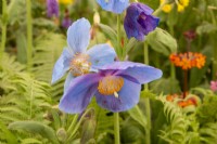 Meconopsis 'Lingholm' - Himalayan Blue Poppy