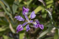 Iris milesii, June