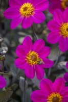 Dahlia 'Hadrian's Bubblegum' with bumblebee