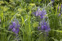 Mixed perennial planting of Camassia leichtlinii subsp. suksdorfii Caerulea Group - blue quamash, Cenolophium denudatum - Baltic parsley and Calamagrostis x acutiflora 'Karl Foerster'