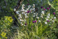 Mixed perennial planting of Libertia chilensis - New Zealand satin flower, Cirsium rivulare 'Trevor's Blue Wonder' and Euphorbia ceratocarpa