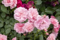 Rosa 'Bonica' syn. 'Meidomonac' - rosa 'Bonica' 82 - a shrub rose