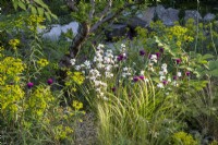 Mixed perennial planting of Libertia chilensis - New Zealand satin flower, Cirsium rivulare 'Trevor's Blue Wonder', Stipa lessingiana and Euphorbia ceratocarpa