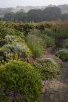 Drought tolerant garden filled with mediterranean plants.  Curved brick pathway winds through The Jewel Garden -  Nepeta 'Six Hills Giant' - Catmint,   Santolina chamaecyparissus ' Yellow Buttons', Euphorbia seguieriana subsp. niciciana , grasses including Calamagrostis brachytricha and Stipa gigantea, Geraniums, Lavender, Salvia nemerosa 'Caradonna', Buxus sempervirens balls - Box. View over the fields to Pett Church on the horizon.
 