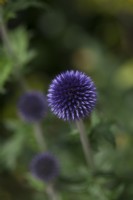 Echinops ritro 'Veitch's Blue'