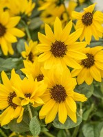 Helianthus Plant Some Sunshine, autumn September