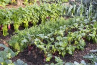 Organic no dig garden vegetable patch growing beetroot, carrots, celery and leeks in rows