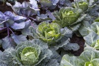Brassica oleracea 'Serpentine' - Savoy cabbages growing in rows