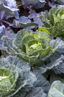 Brassica oleracea 'Serpentine' - Savoy cabbages