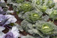 Brassica oleracea 'Serpentine' a savoy type of cabbage