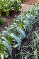 Allium porrum pot - Cumbrian Leek growing in a row 