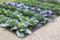 Cabbages grown in rows in a no dig vegetable garden - left to right 'Cabbice', 'Dutchman', 'Serpentine' and a red pointed cabbage