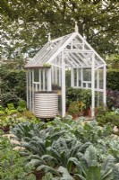 Kale plants grown in rows, left to right 'Midnight Sun', 'Dazzling Blue', 'Red Russian', wooden greenhouse with chilli plants - No Dig Allotment Demonstration Garden 