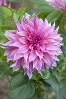 Dahlia 'Cafe au Lait Rose' - August