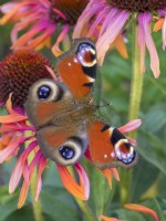Inachis io - Peacock butterfly on Echinacea flower