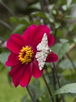 Biston betularia - Peppered moth on dahlia flower