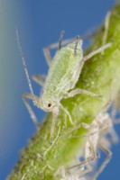 Greenfly on plant stem